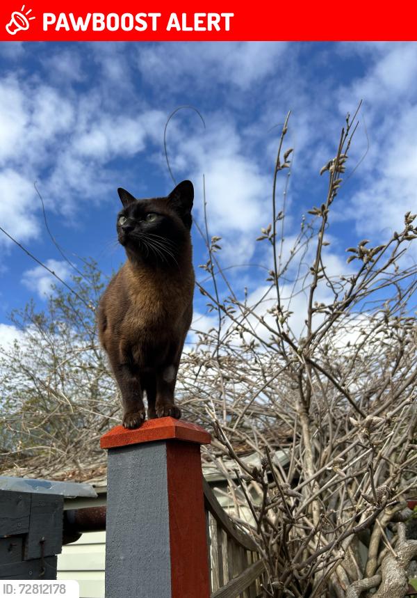 Lost Female Cat last seen Carswell Gardens, Strathbungo, Scotland G41 2AF