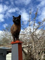Lost Female Cat last seen Carswell Gardens, Strathbungo, Scotland G41 2AF