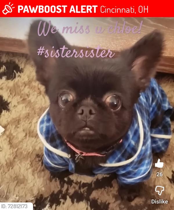 Lost Female Dog last seen Beechmont Ave (Anderson twp?) , Cincinnati, OH 45245
