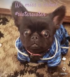 Lost Female Dog last seen Beechmont Ave (Anderson twp?) , Cincinnati, OH 45245