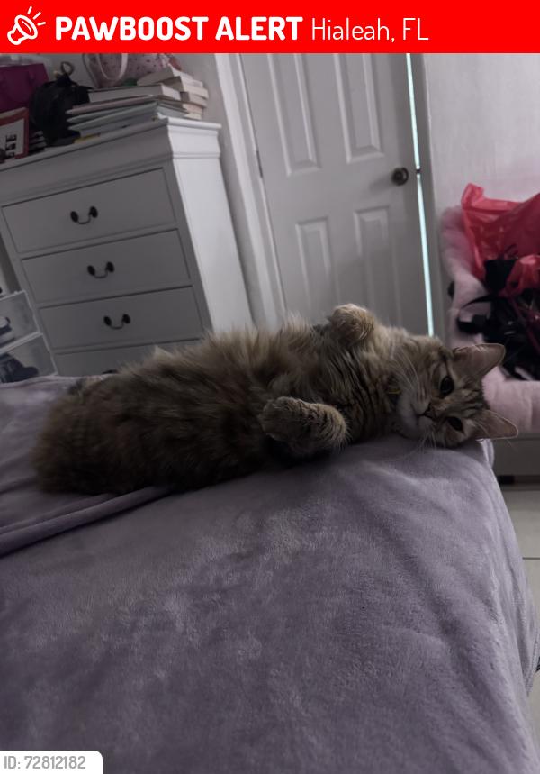 Lost Female Cat last seen Near AM, Hialeah, FL 33013