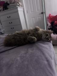 Lost Female Cat last seen Near AM, Hialeah, FL 33013