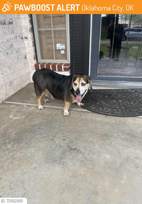 Found/Stray Male Dog last seen Whitehall neighborhood , Oklahoma City, OK 73162