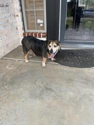Found/Stray Male Dog last seen Whitehall neighborhood , Oklahoma City, OK 73162