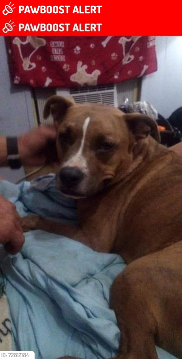 Lost Male Dog last seen North Clay st, St. Johns County, FL 32084