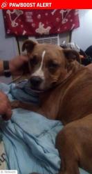 Lost Male Dog last seen North Clay st, St. Johns County, FL 32084