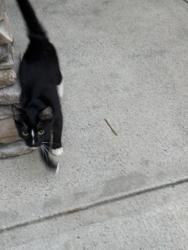 Found/Stray Female Cat last seen River vista , Ellenwood, GA 30294