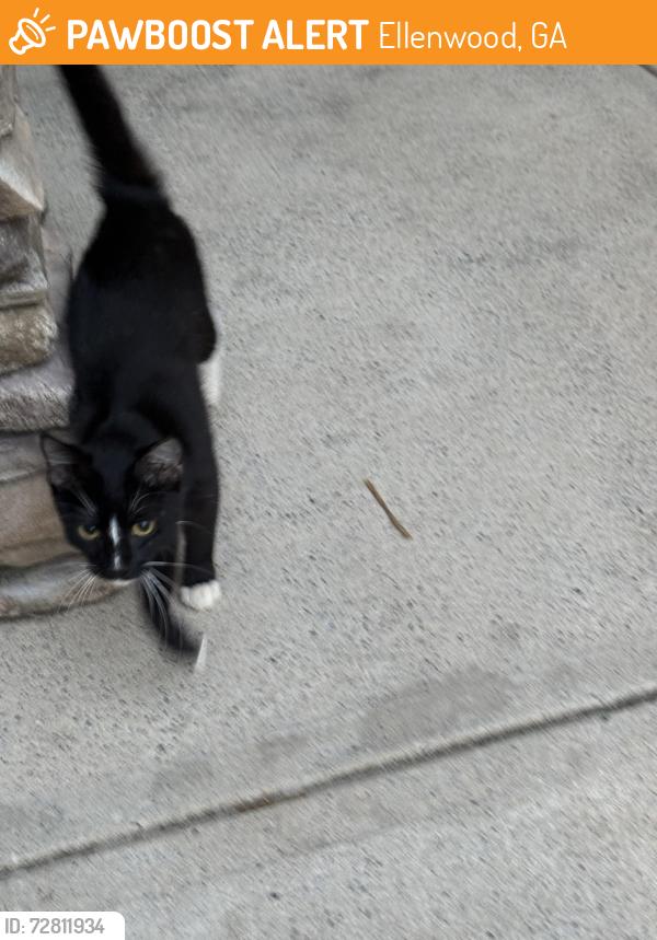 Found/Stray Female Cat last seen River vista , Ellenwood, GA 30294