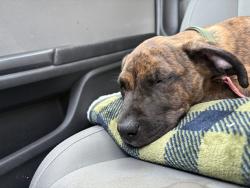 Found/Stray Male Dog last seen Bobcat Village apmts , San Marcos, TX 78666