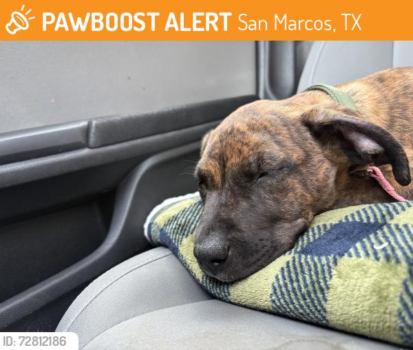 Found/Stray Male Dog last seen Bobcat Village apmts , San Marcos, TX 78666