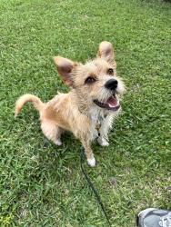 Found/Stray Male Dog last seen Studewood / Dunbar, Houston, TX 77009