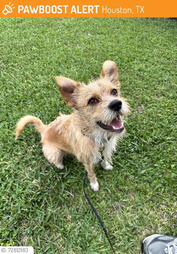 Found/Stray Male Dog last seen Studewood / Dunbar, Houston, TX 77009