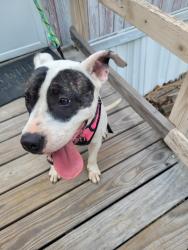 Found/Stray Female Dog last seen Fairview Crossroads area, Fairview Crossroads, SC 29070