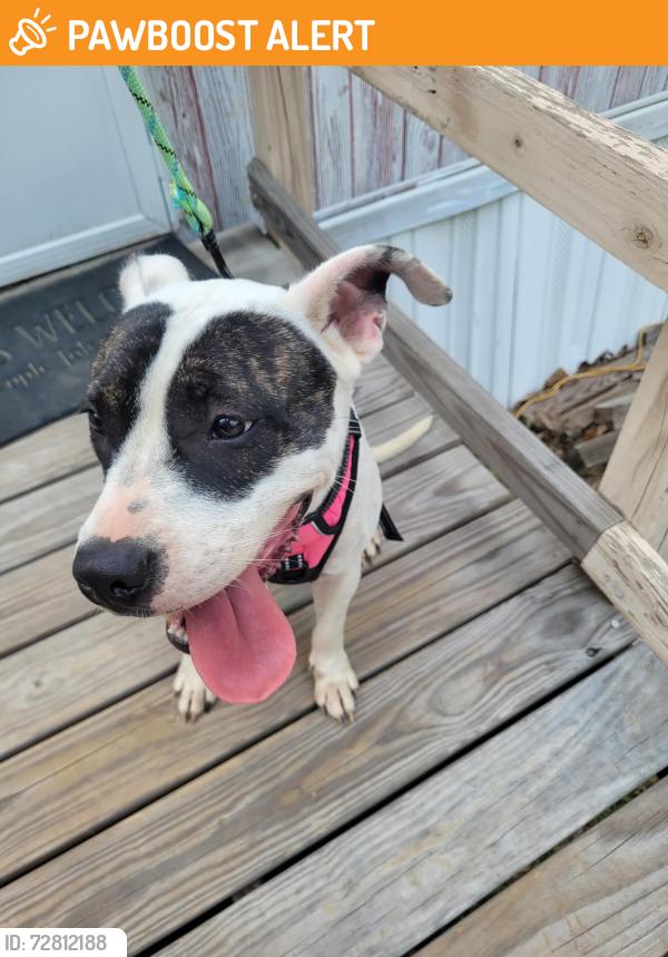 Found/Stray Female Dog last seen Fairview Crossroads area, Fairview Crossroads, SC 29070