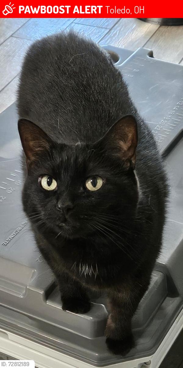 Lost Female Cat last seen 282nd St. Between Hoops and Keen., Toledo, OH 43611