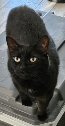 Lost Female Cat last seen 282nd St. Between Hoops and Keen., Toledo, OH 43611