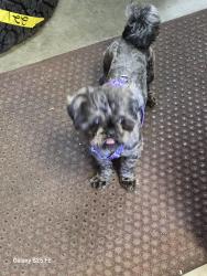 Found/Stray Unknown Dog last seen Ledge and silver spring st, Providence, RI 02904