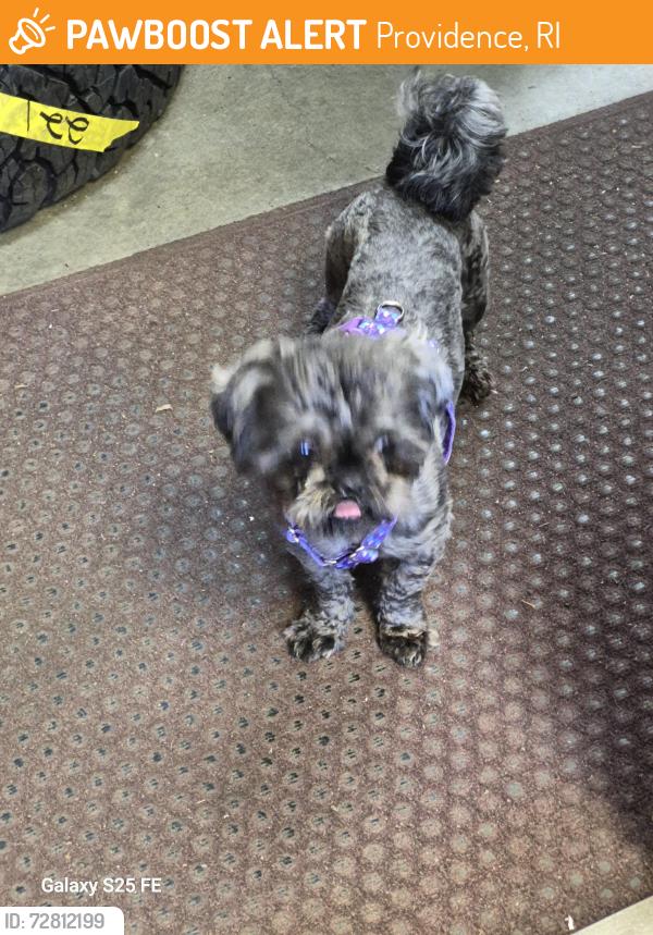 Found/Stray Unknown Dog last seen Ledge and silver spring st, Providence, RI 02904
