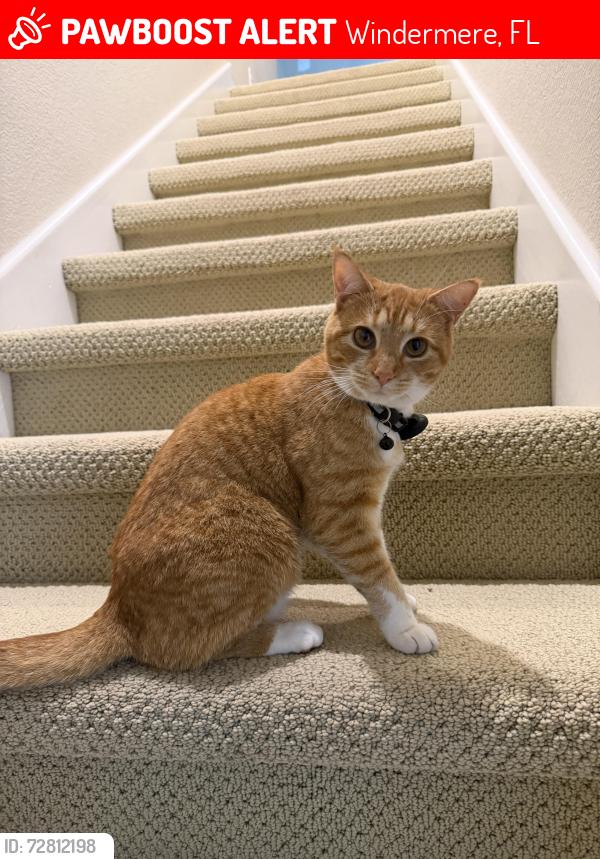 Lost Female Cat last seen Willows Neighborhood, Windermere, FL 34786