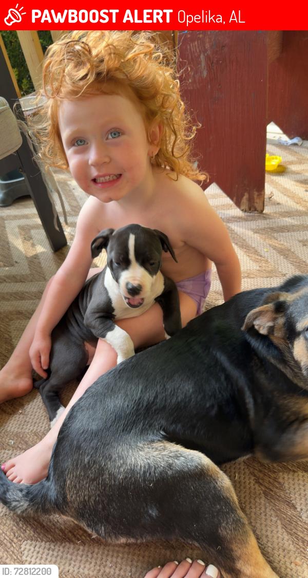 Lost Male Dog last seen Lee rd 2101, Opelika, AL 36804