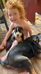 Lost Male Dog last seen Lee rd 2101, Opelika, AL 36804