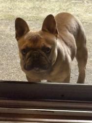 Lost Male Dog last seen Broadway and mini drive , Vallejo, CA 94589