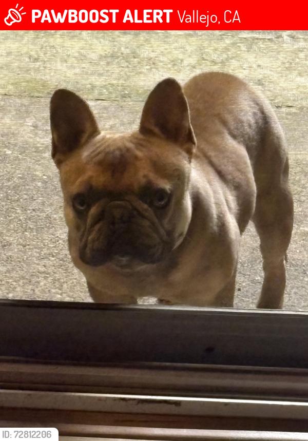 Lost Male Dog last seen Broadway and mini drive , Vallejo, CA 94589