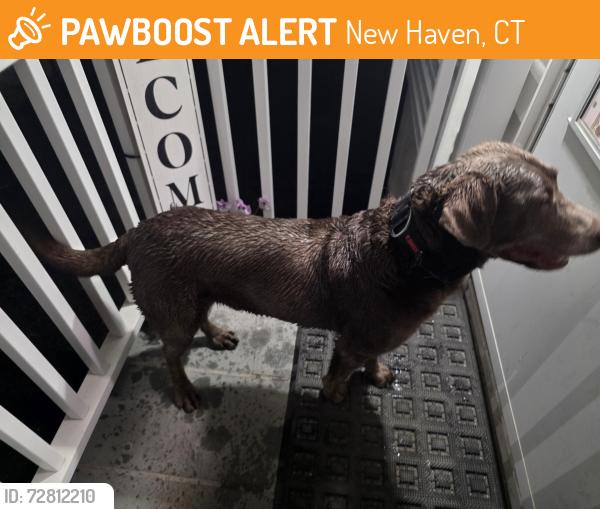 Found/Stray Male Dog last seen East Grand ave and Summit street, New Haven, CT 06513