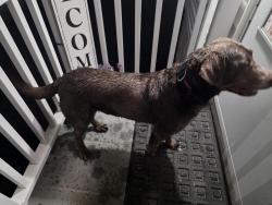 Found/Stray Male Dog last seen East Grand ave and Summit street, New Haven, CT 06513