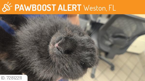 Found/Stray Unknown Rabbit last seen Vca indian trace AH , Weston, FL 33326