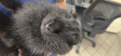 Found/Stray Unknown Rabbit last seen Vca indian trace AH , Weston, FL 33326
