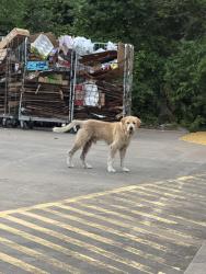 Lost Male Dog last seen Dollar General, Tyler, TX 75702