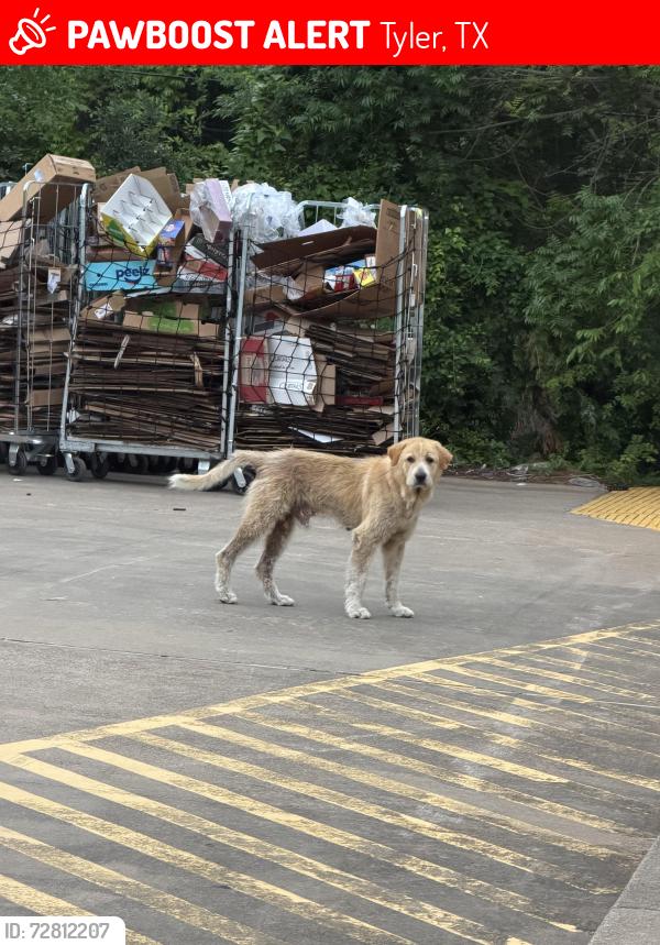 Lost Male Dog last seen Dollar General, Tyler, TX 75702