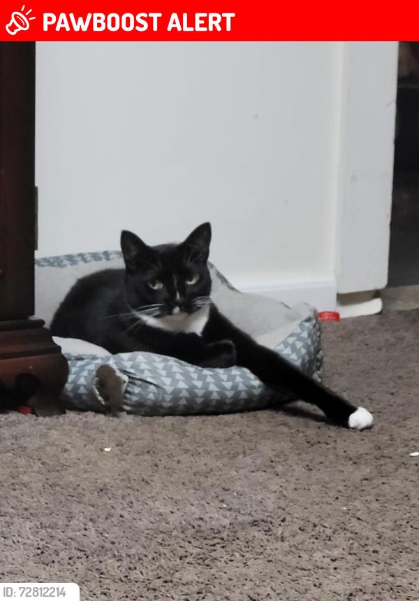 Lost Male Cat last seen 5th Ave and Lakeview, South Milwaukee, WI 53172