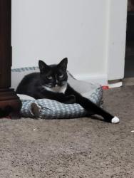 Lost Male Cat last seen 5th Ave and Lakeview, South Milwaukee, WI 53172
