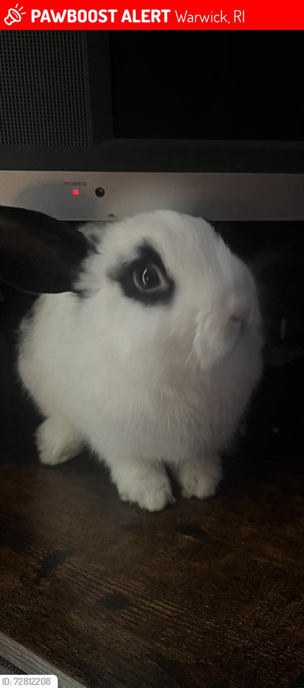 Lost Male Rabbit last seen Cedar swamp road. apmt complex on Sandy lane. Left from the last building in the complex facing cedar swamp road, Warwick, RI 02889