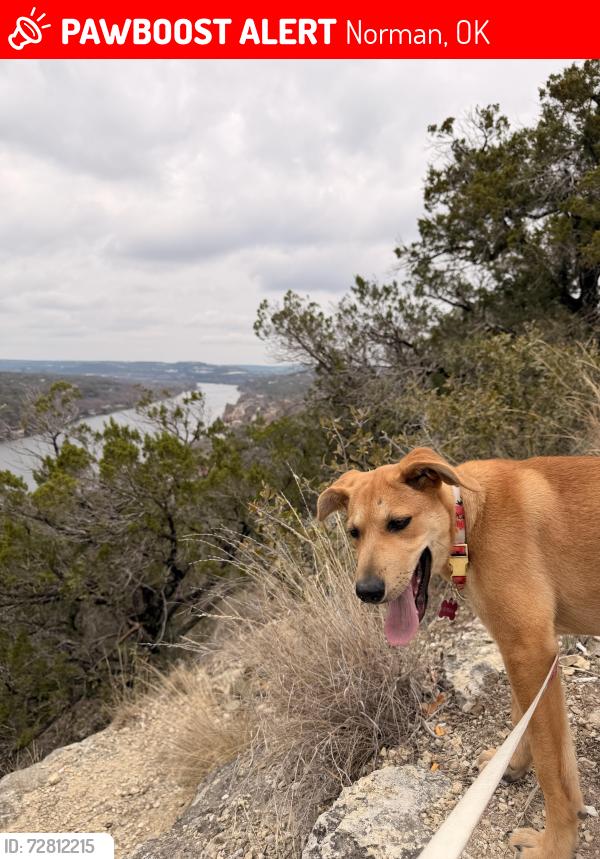 Lost Female Dog last seen at The Ave at Norman apmts , Norman, OK 73072