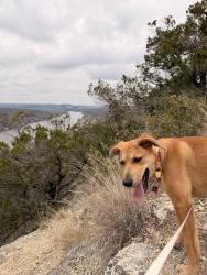 Lost Female Dog last seen at The Ave at Norman apmts , Norman, OK 73072