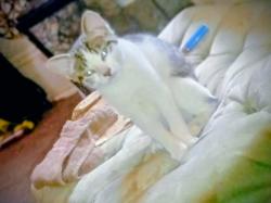 Lost Female Cat last seen 14th st And Ohio Ave, Anderson, IN 46016