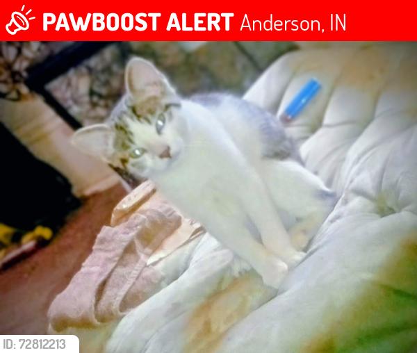 Lost Female Cat last seen 14th st And Ohio Ave, Anderson, IN 46016