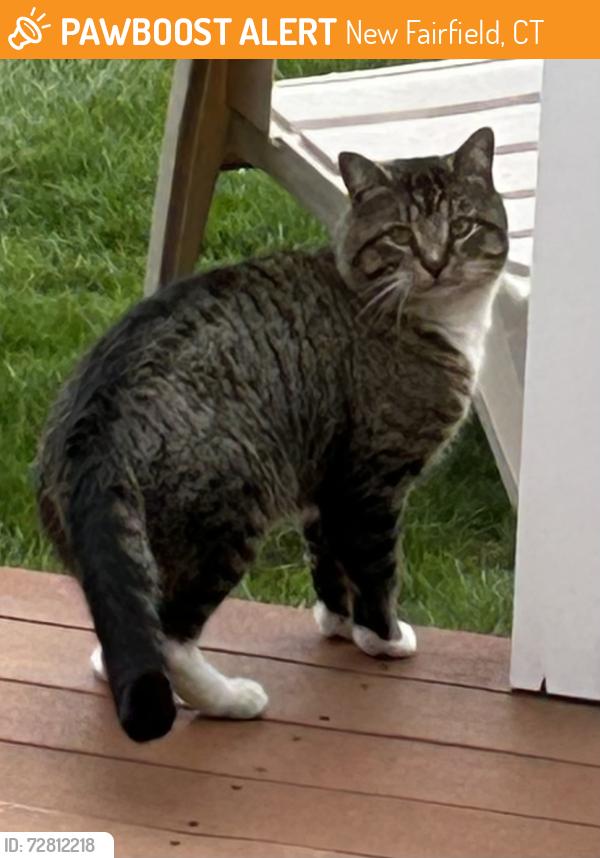 Found/Stray Unknown Cat last seen Ball Pond Road, New Fairfield, CT 06812