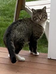 Found/Stray Unknown Cat last seen Ball Pond Road, New Fairfield, CT 06812