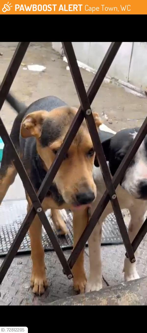 Found/Stray Male Dog last seen Makro Sa, Cape Town, WC 7441