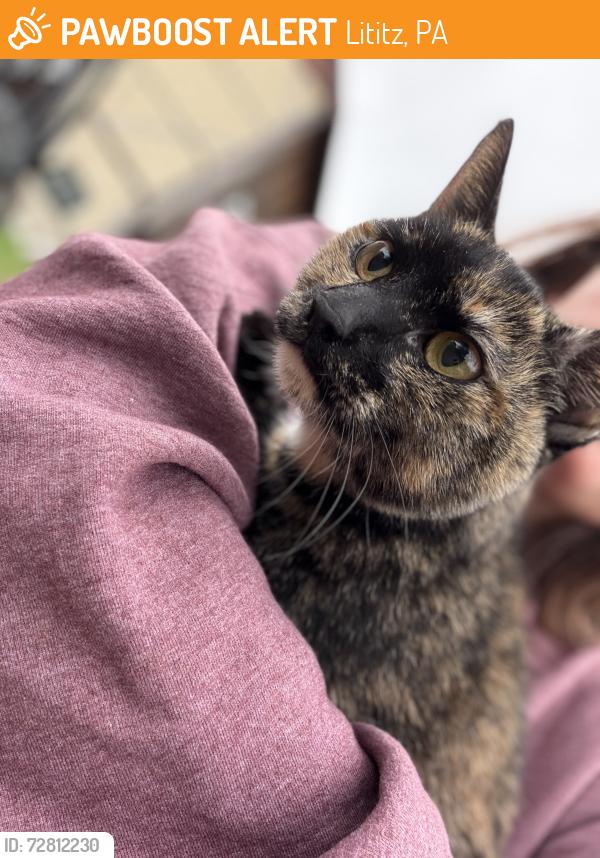 Found/Stray Unknown Cat last seen Oregon dairy farm lititz, Lititz, PA 17543