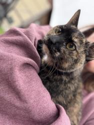 Found/Stray Unknown Cat last seen Oregon dairy farm lititz, Lititz, PA 17543