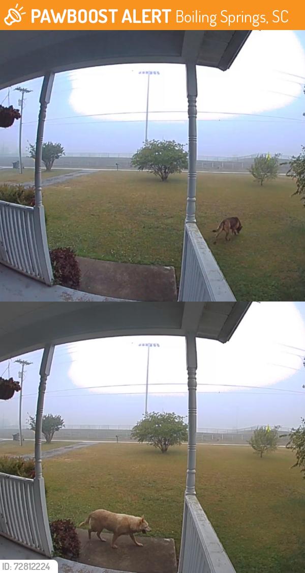 Found/Stray Unknown Dog last seen Va-Du-Mar Mcmillin Park, Boiling Springs, SC 29316
