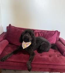 Lost Female Dog last seen ode rd , Platte City, MO 64079