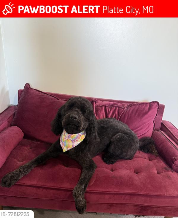 Lost Female Dog last seen ode rd , Platte City, MO 64079