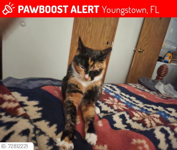 Lost Female Cat last seen Near vickery Ln younstown fl, Youngstown, FL 32466