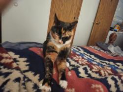 Lost Female Cat last seen Near vickery Ln younstown fl, Youngstown, FL 32466